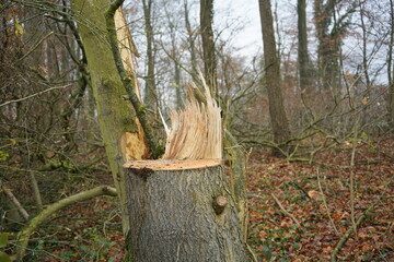 Baumstumpf im Wald
