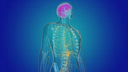 Naklejka premium Human brain anatomy for medical concept 3D