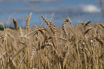 Getreidefeld mit blauem Himmel Nahaufnahme