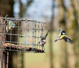 birds on bird feeder, wooden bird feeder, woodland feeder, great tit, cage feeder