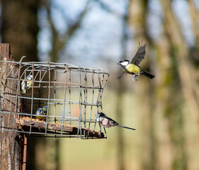 birds on bird feeder, wooden bird feeder, woodland feeder, great tit, cage feeder