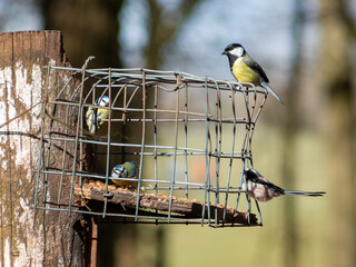 birds on bird feeder, wooden bird feeder, woodland feeder, great tit, cage feeder