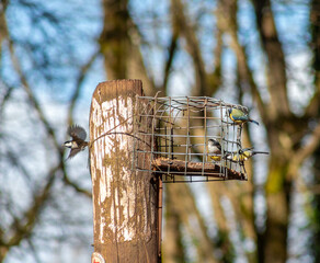 birds on bird feeder, wooden bird feeder, woodland feeder, great tit, cage feeder
