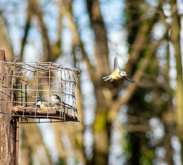 birds on bird feeder, wooden bird feeder, woodland feeder, great tit, cage feeder