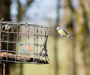 birds on bird feeder, wooden bird feeder, woodland feeder, great tit, cage feeder