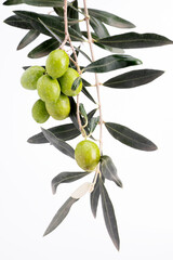 Particolare del ramo d'ulivo con olive verdi su sfondo bianco