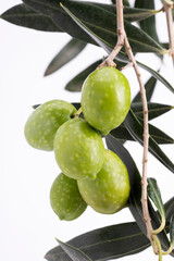 Particolare del ramo d'ulivo con olive verdi su sfondo bianco