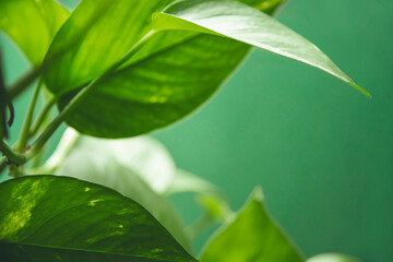 Pflanzen Detail vor grünem Hintergrund