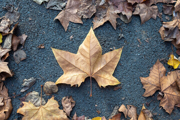 dry yellow autumn leaves on ground