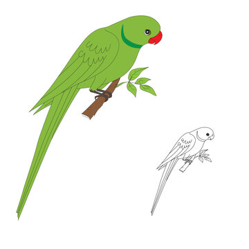 Parrot or Parakeet editable vector file