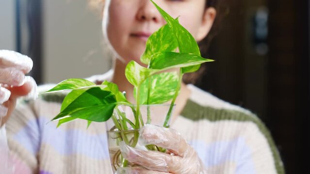 a woman is engaged in rooting and growing indoor plants. Scindapsus golden.