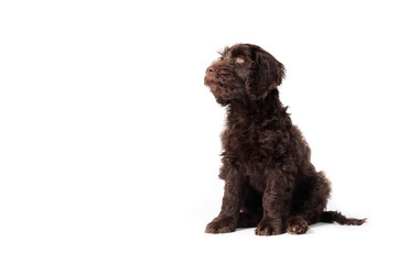 Isolated puppy sitting and looking up. Cute fluffy puppy dog sitting relaxed. Obedience training or hungry. 2 months old female Australian labradoodle puppy , chocolate or brown. Selective focus.