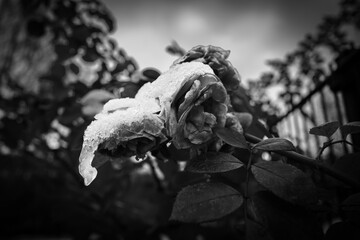 withered rose blossom is covered by snow.