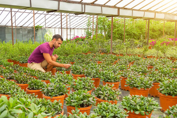 Caucasian man checks the pot with crassula succulent plant on the floor among other pots while tending and growing plants in the greenhouse.