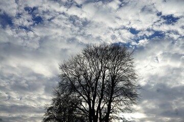 Fototapeta na wymiar Hoher Baum vor Himmel mit weißem dramatischem Wolkengebilde am Nachmittag bei Sonne, Frost und Kälte im Winter