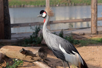Crowned crane. A large bird from the family of real cranes, leading a sedentary lifestyle in West and East Africa