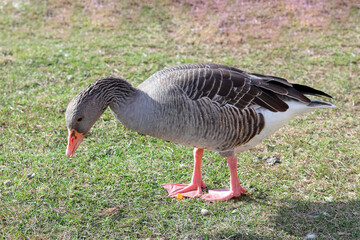 Gray goose grazing grass, goose on a background of green grass
