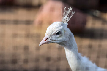 White Peacock. Mutation of an ordinary peacock. The white peacock is not a separate species or subspecies. The common peacock belongs to the order of the chicken-like, the pheasant family.
