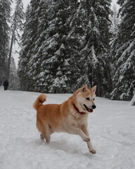 Shiba Inu nella neve