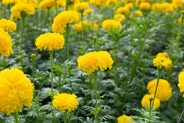 Yellow marigold flower in garden
