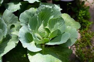 Gren cabbages growing in pots
