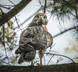 Mäusebussard im Baum