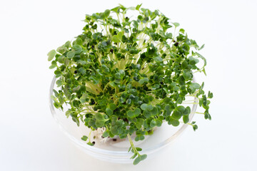 Fototapeta premium Kale sprouts on white background.