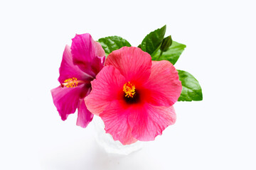 Hibiscus flower on white background.