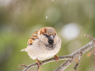 Sparrow sits on a branch without leaves.