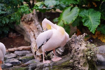 羽繕いするモモイロペリカン