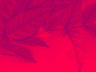 Beautiful abstract color pink flowers on white background, light pink flower frame, red leaves texture, dark background, valentines day, love theme, red texture 