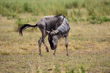 The Wildebeest in the African savanna. National park in Kenya.