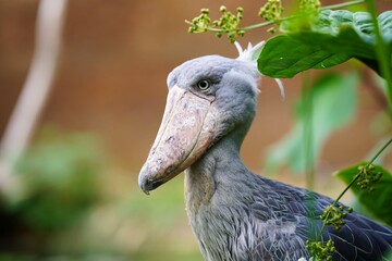 ハシビロコウの横顔
