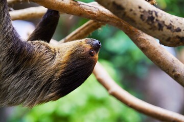 ナマケモノの横顔 © こつくわ