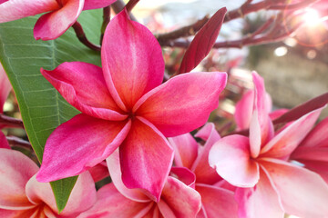 Fototapeta premium Pink plumeria blooming in the garden.