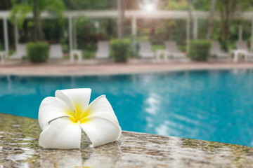 White plumeria placed on the edge of the spa concept pool.