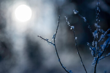 Close-up of frosty branches. Finland.