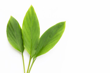 Fingerroot leaves on white background..
