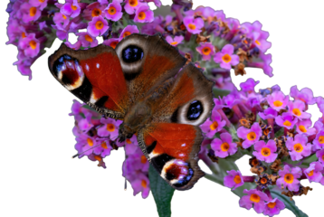 Tagpfauenauge auf Sommerflieder transparenter Hintergrund