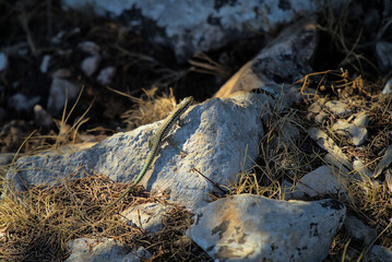 Obraz premium A lizard climbing a sunlit rock among the shadows