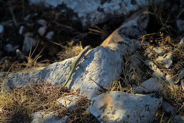 A lizard climbing a sunlit rock among the shadows