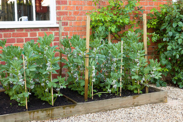 Fototapeta na wymiar Vegetable garden UK with broad bean plants