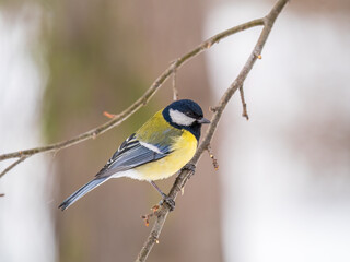 Fototapeta premium Cute bird Great tit, songbird sitting on a branch without leaves in the autumn or winter.