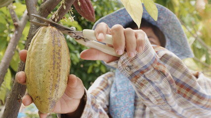 Close-up cacao pod on cacao tree is cutting by pruning shears on farmer's hand in cacao farm