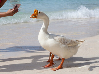 Tourists with white geese on tien beach. Koh Larn Pattaya, Thailand