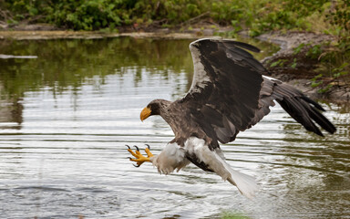 The sea eagle hunts