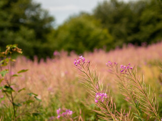 Obraz premium pink flowers in the field
