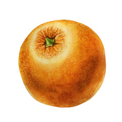 Ripe whole orange isolated on transparent background. Watercolor element for the design of fabrics, wallpapers, postcards