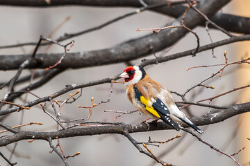 The European goldfinch or simply the goldfinch, Carduelis carduelis, sits on a branch in spring on...