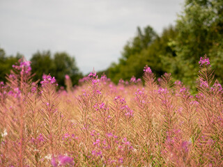 Obraz premium flowers in the field